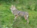 800px-Canis_lupus-Wolf-Polar_Zoo_Norway-Bardu.JPG