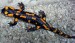 salamandra-skvrnita-hat020.jpg